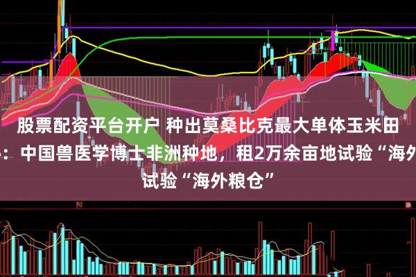 股票配资平台开户 种出莫桑比克最大单体玉米田!揭秘:中国兽医学博士非洲种地,租2万余亩地试验“海外粮仓”